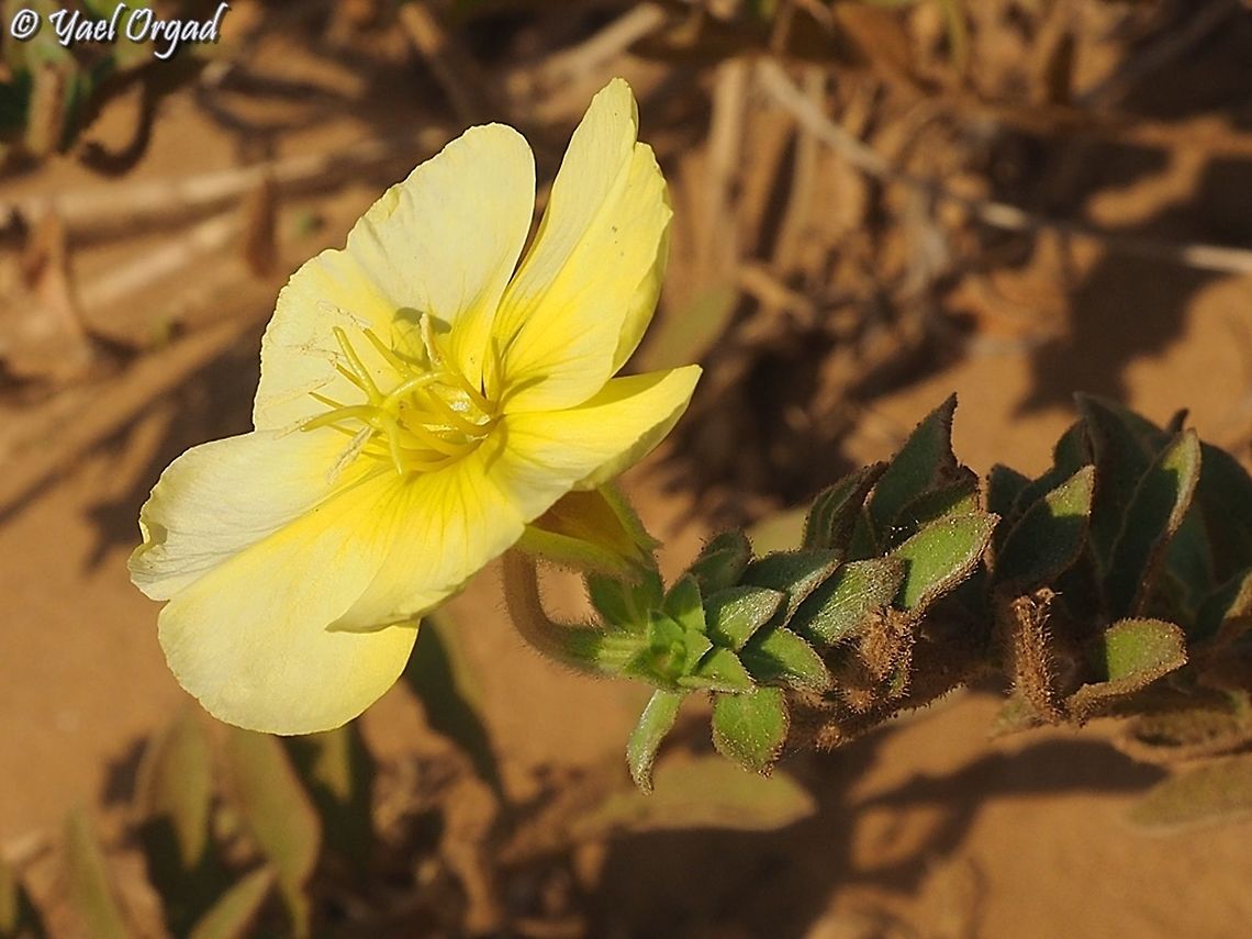 Oenothera drummondii a plant originating in the Americas, was brought to the Europe/Middle East area back in the late 19 century, it is naturalized on all of Israel&#039;s shores.  Beach Evening Primrose,Geotagged,Israel,Oenothera drummondii,Summer