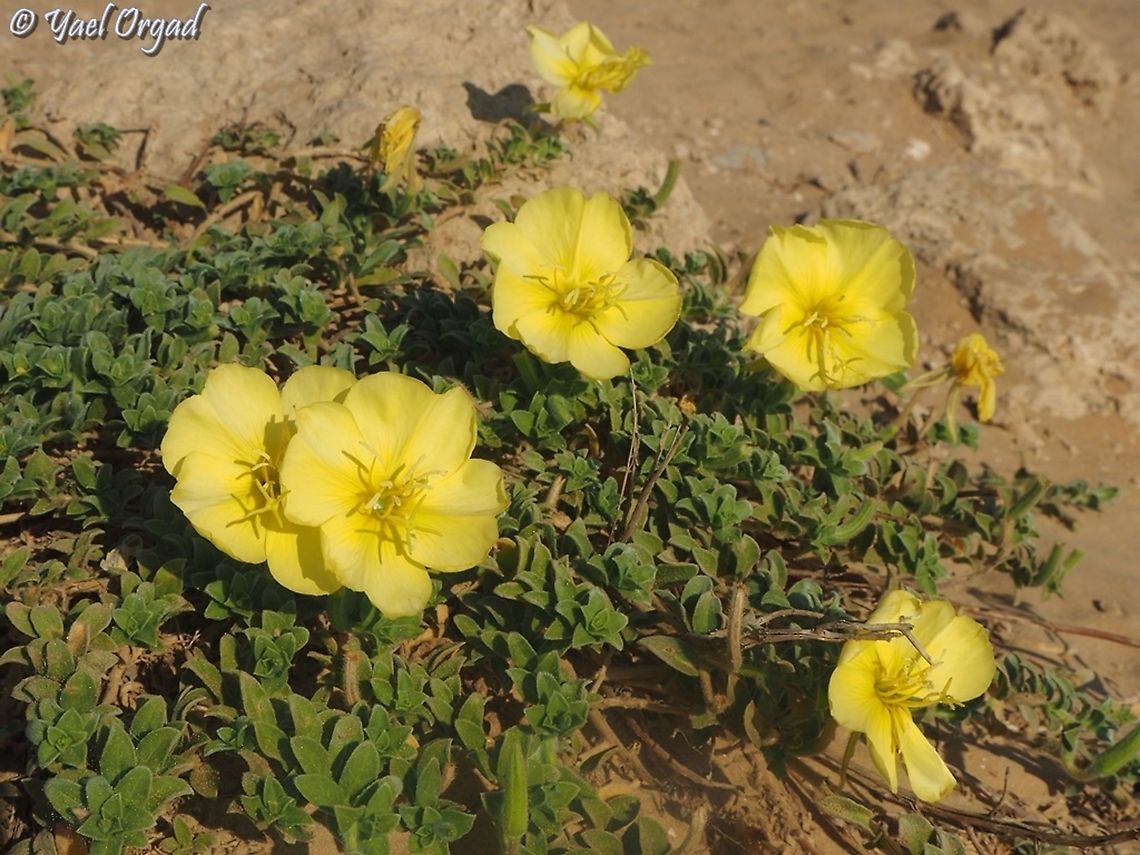 Oenothera drummondii  Beach Evening Primrose,Geotagged,Israel,Oenothera drummondii,Summer