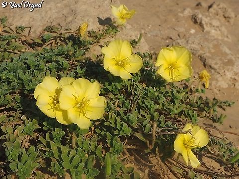 Oenothera drummondii  Beach Evening Primrose,Geotagged,Israel,Oenothera drummondii,Summer