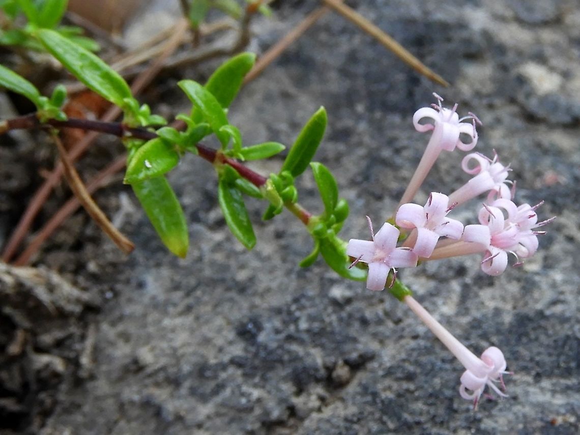 Putoria calabrica  Caucasian Crosswort,Geotagged,Israel,Phuopsis stylosa,Summer