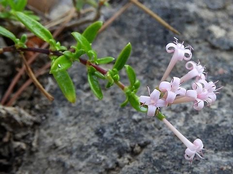 Putoria calabrica  Caucasian Crosswort,Geotagged,Israel,Phuopsis stylosa,Summer