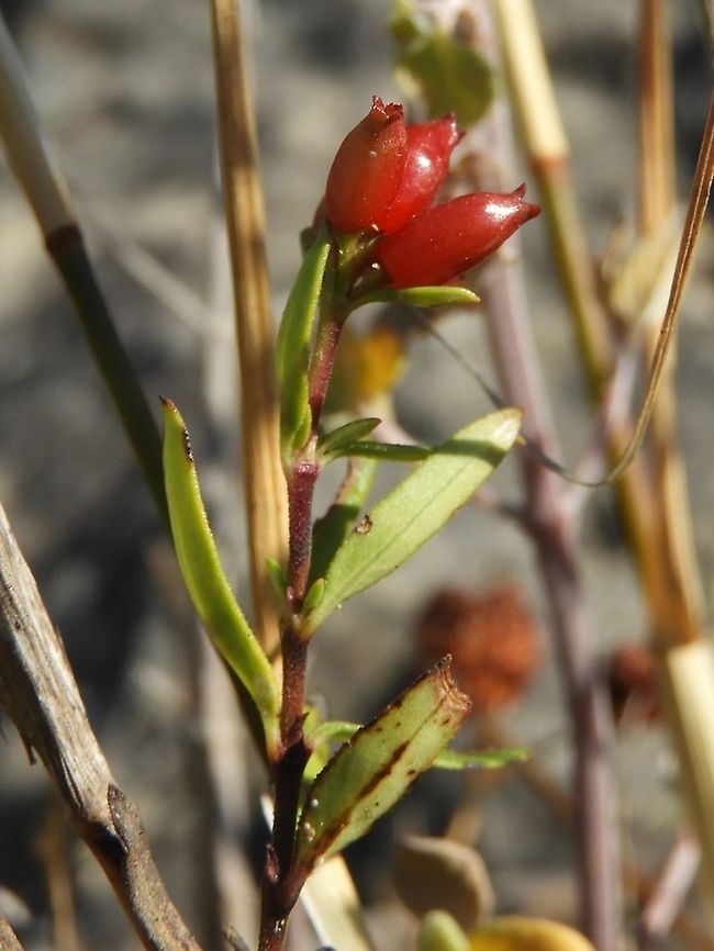 Putoria calabrica - fruit  Caucasian Crosswort,Geotagged,Israel,Phuopsis stylosa,Summer