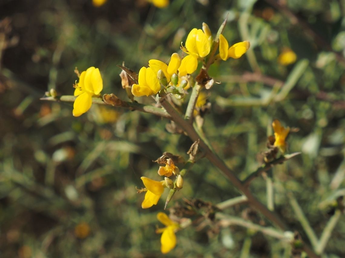 Genista fasselata  Genista fasselata,Geotagged,Israel,Summer
