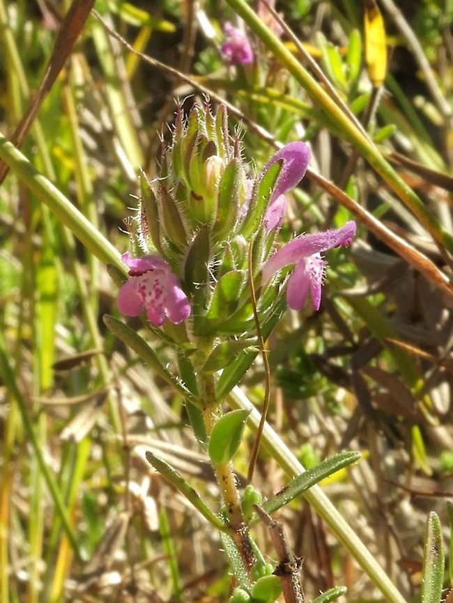 Thymbra spicata  Geotagged,Israel,Summer,Thymbra spicata