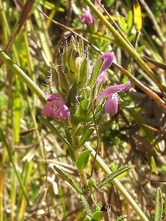 Thymbra spicata  Geotagged,Israel,Summer,Thymbra spicata