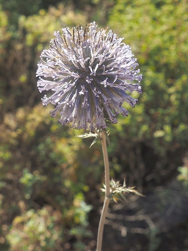 Echinops adenocaulos  Echinops adenocaulos,Geotagged,Israel,Summer