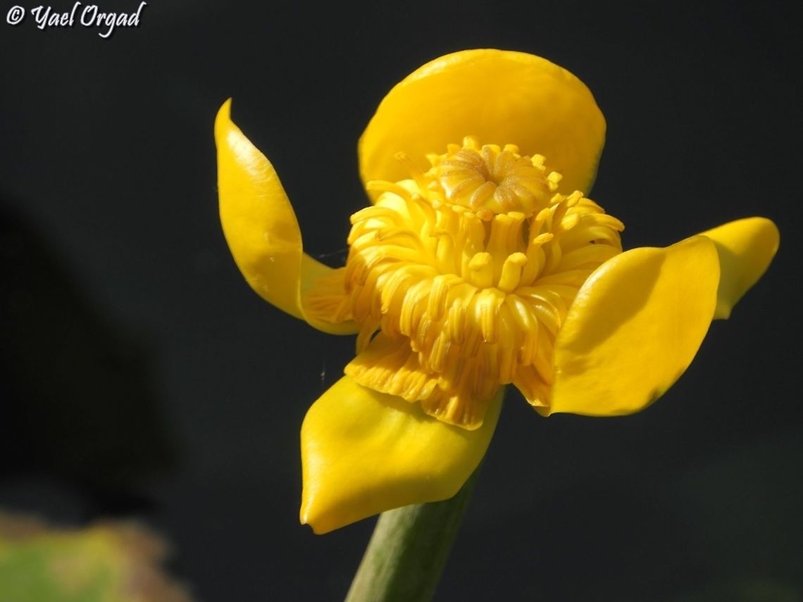 Nuphar lutea Summer, hot, but still you can find flowers - in the water. <br />
the Nuphar pond of the Yarkon river (well.... riverish....) is in full bloom.  Geotagged,Israel,Nuphar lutea,Summer,Yellow Water-Lily