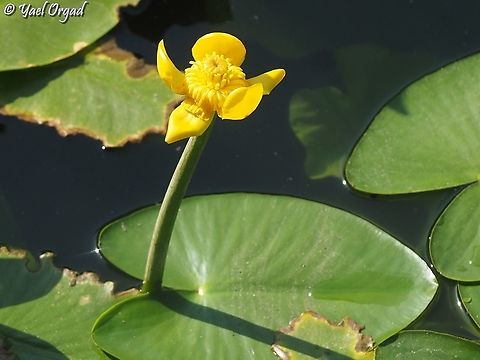 Nuphar lutea  Geotagged,Israel,Nuphar lutea,Summer,Yellow Water-Lily