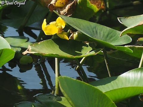 Nuphar lutea  Geotagged,Israel,Nuphar lutea,Summer,Yellow Water-Lily