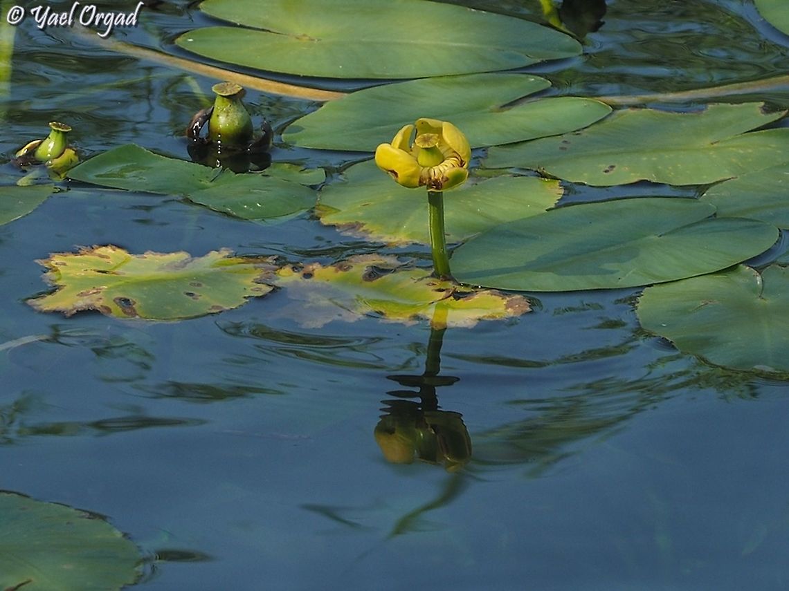 Nuphar lutea  Geotagged,Israel,Nuphar lutea,Summer,Yellow Water-Lily