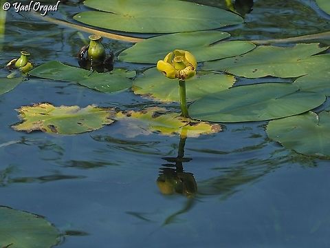 Nuphar lutea  Geotagged,Israel,Nuphar lutea,Summer,Yellow Water-Lily