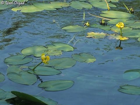 Nuphar lutea  Geotagged,Israel,Nuphar lutea,Summer,Yellow Water-Lily