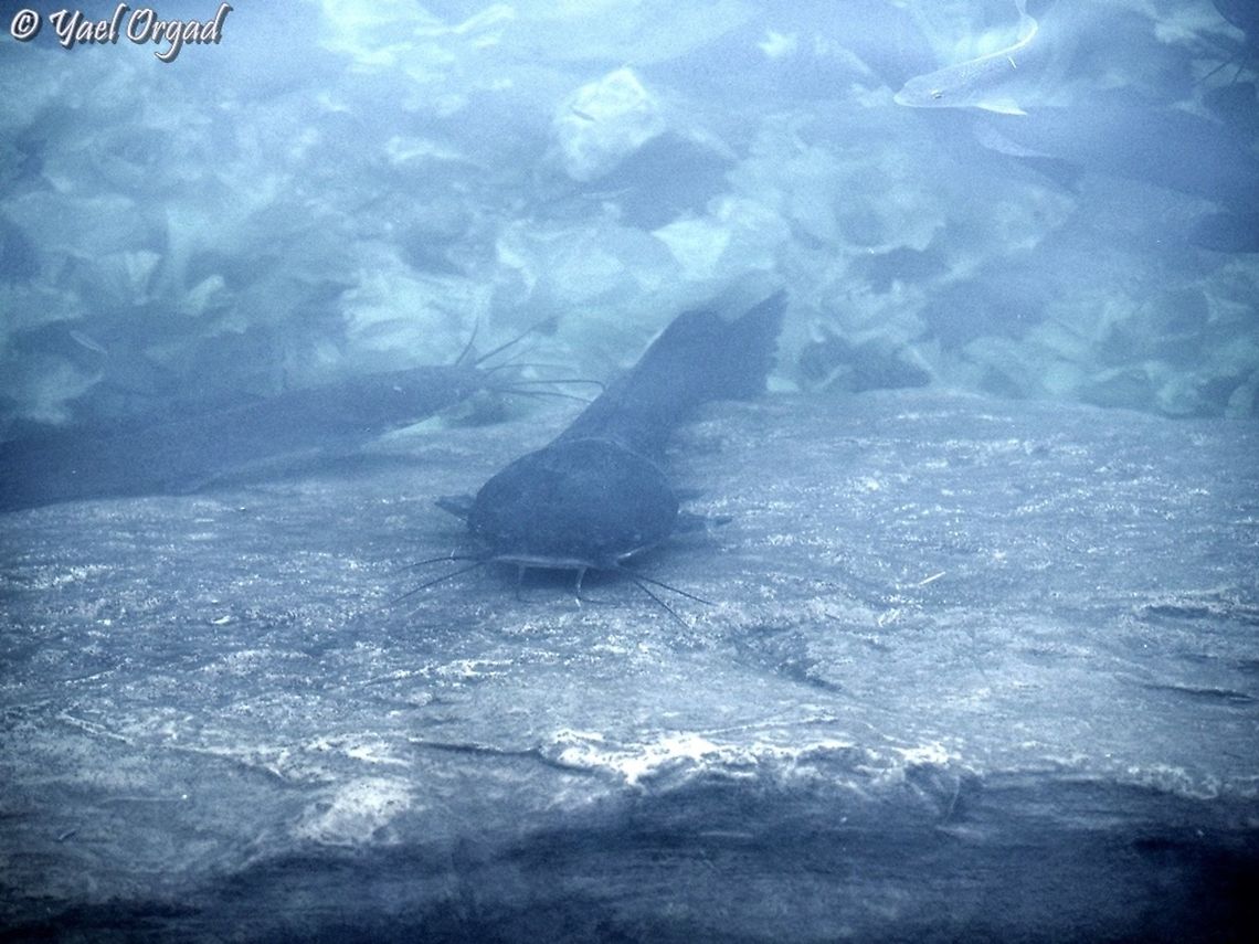 Clarias gariepinus common catfish in sweetwater ponds in the eastern mediterranean Clarias gariepinus,Geotagged,Israel,Summer