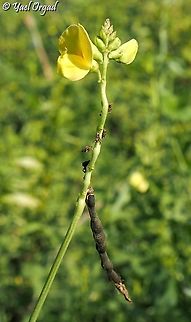 Vigna luteola flower & fruit Geotagged,Israel,Summer,Vigna luteola