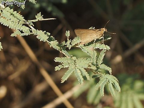 Gegenes pumilio  Gegenes pumilio,Geotagged,Israel,Summer