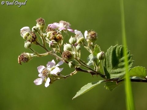 Rubus sanctus  Geotagged,Holy Bramble,Israel,Rubus sanctus,Summer