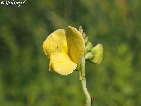 Vigna luteola  Geotagged,Israel,Summer,Vigna luteola