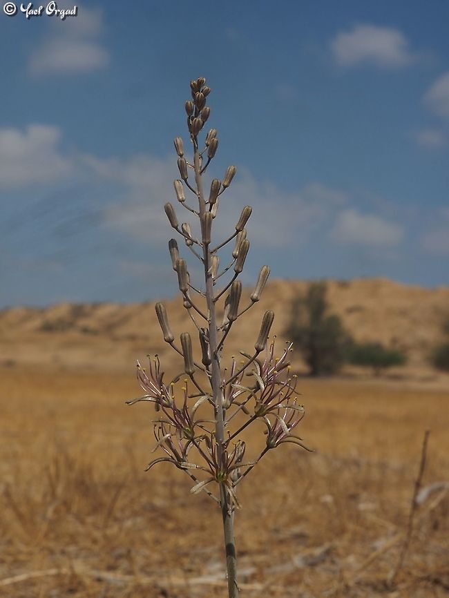 Drimia palaestina  Drimia palaestina,Geotagged,Israel,Summer