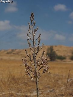 Drimia palaestina  Drimia palaestina,Geotagged,Israel,Summer