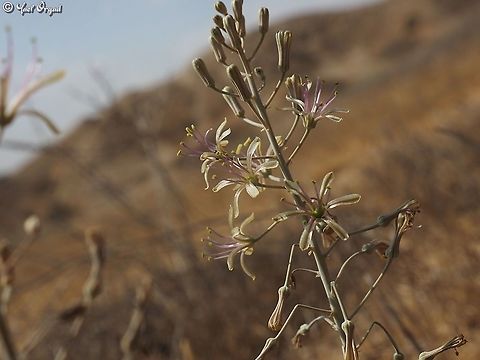 Drimia palaestina  Drimia palaestina,Geotagged,Israel,Summer