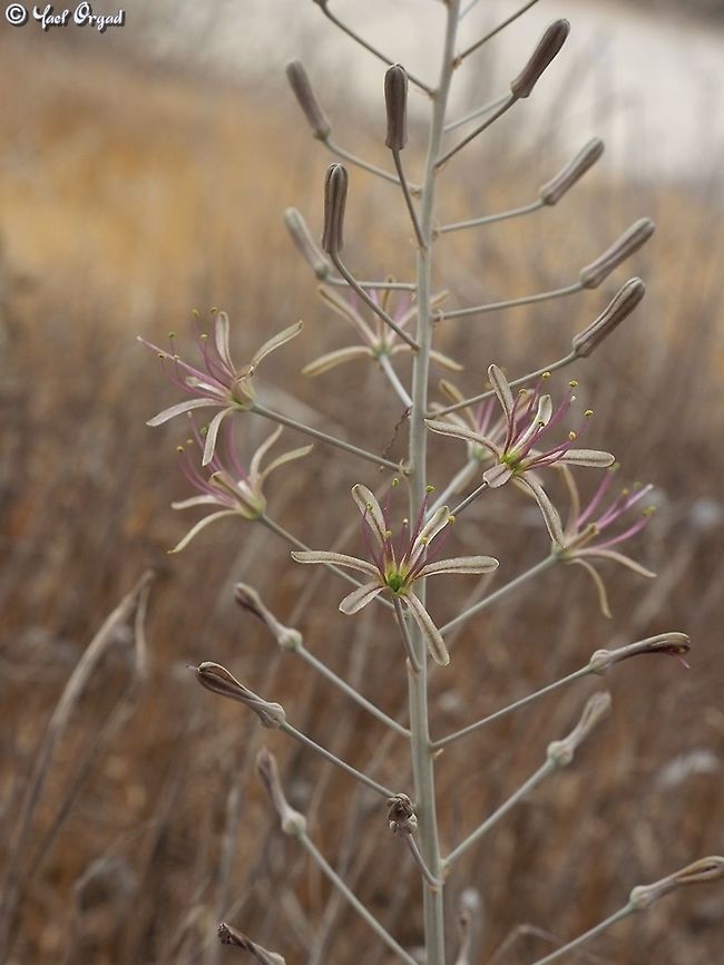 Drimia palaestina  Drimia palaestina,Geotagged,Israel,Summer
