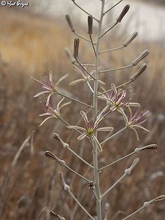Drimia palaestina  Drimia palaestina,Geotagged,Israel,Summer