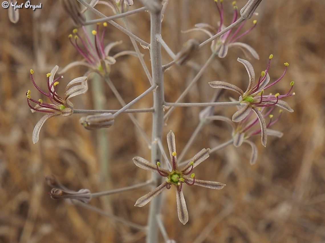 Drimia palaestina  Drimia palaestina,Geotagged,Israel,Summer