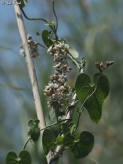 Cynanchum acutum  Cynanchum acutum,Geotagged,Israel,Summer