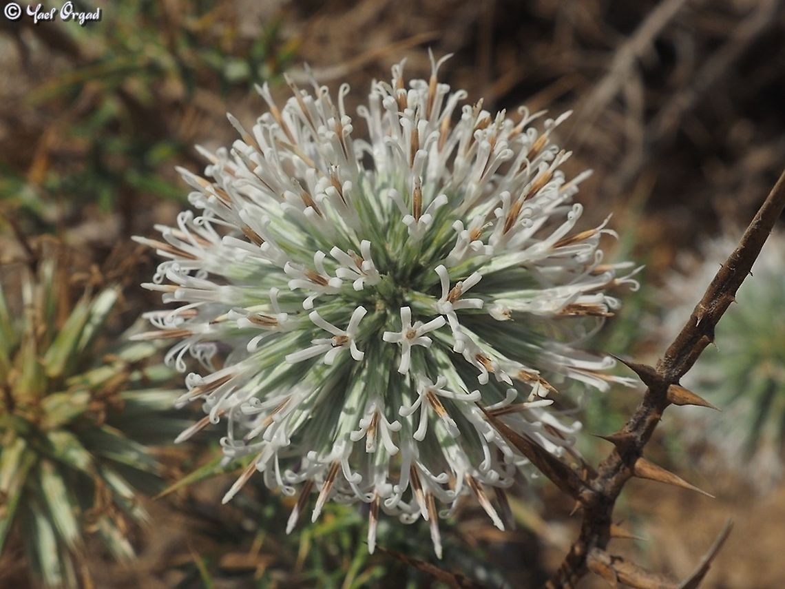 Echinops philistaeus  Echinops philistaeus,Geotagged,Israel,Summer
