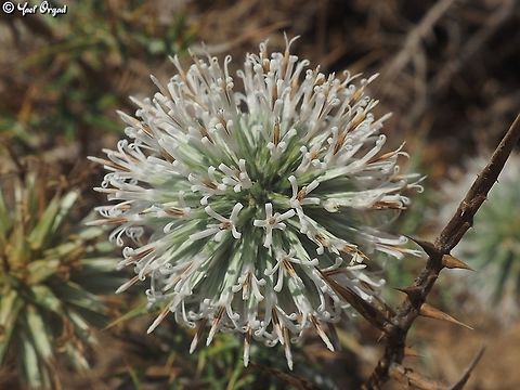 Echinops philistaeus  Echinops philistaeus,Geotagged,Israel,Summer