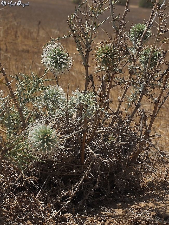 Echinops philistaeus  Echinops philistaeus,Geotagged,Israel,Summer