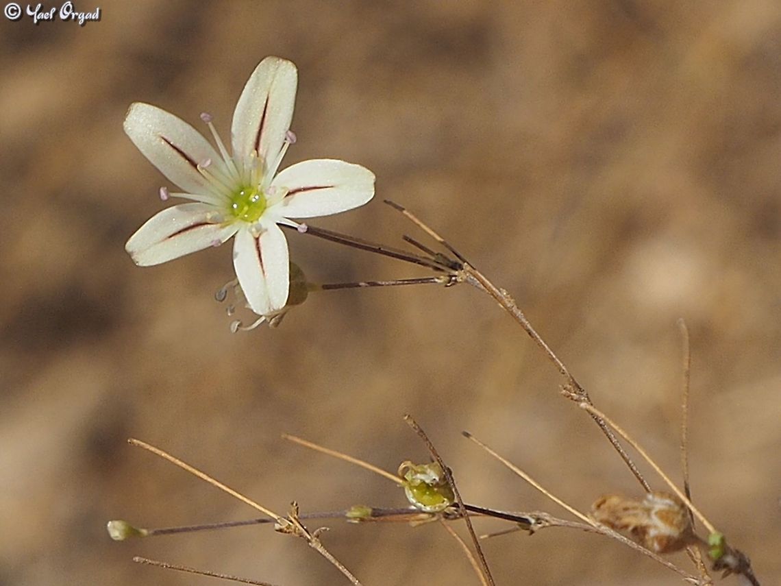 Gypsophila capillaris  Geotagged,Gypsophila capillaris,Israel,Summer
