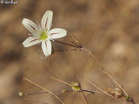 Gypsophila capillaris  Geotagged,Gypsophila capillaris,Israel,Summer