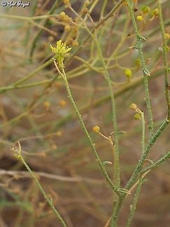 Haplophyllum tuberculatum  Geotagged,Haplophyllum tuberculatum,Israel,Summer