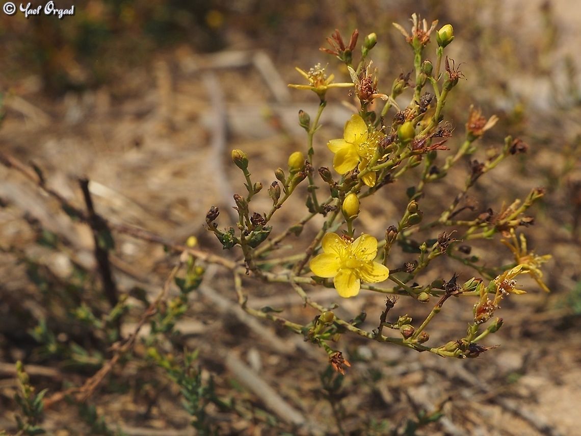 Hypericum triquetrifolium  Curled-leaved St. John's-wort,Geotagged,Hypericum triquetrifolium,Israel,Summer