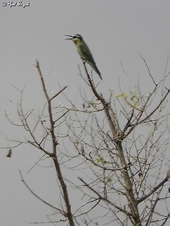 Merops superciliosus  Geotagged,Israel,Merops superciliosus,Olive Bee-eater,Summer
