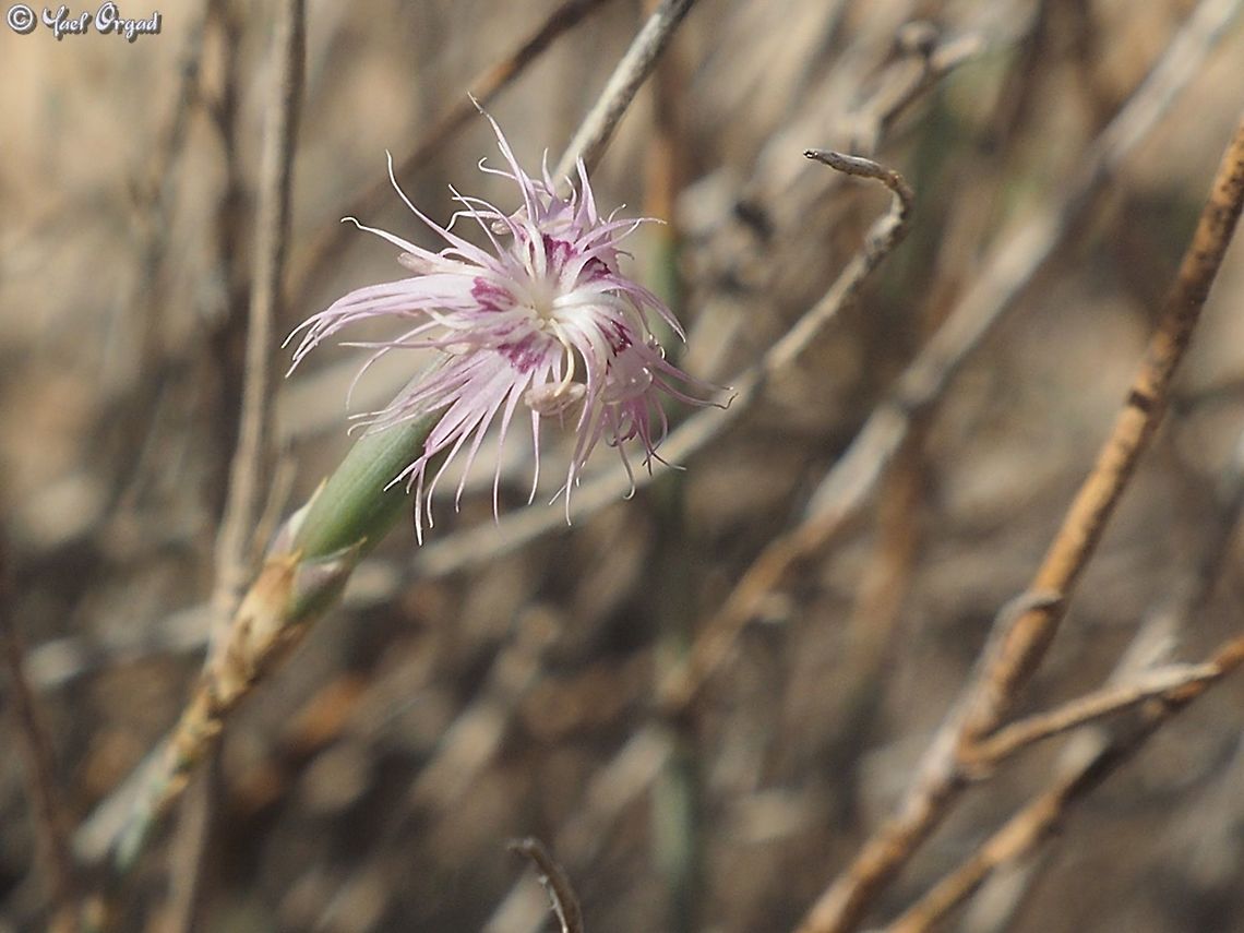Dianthus sinaicus  Dianthus sinaicus,Geotagged,Israel,Summer