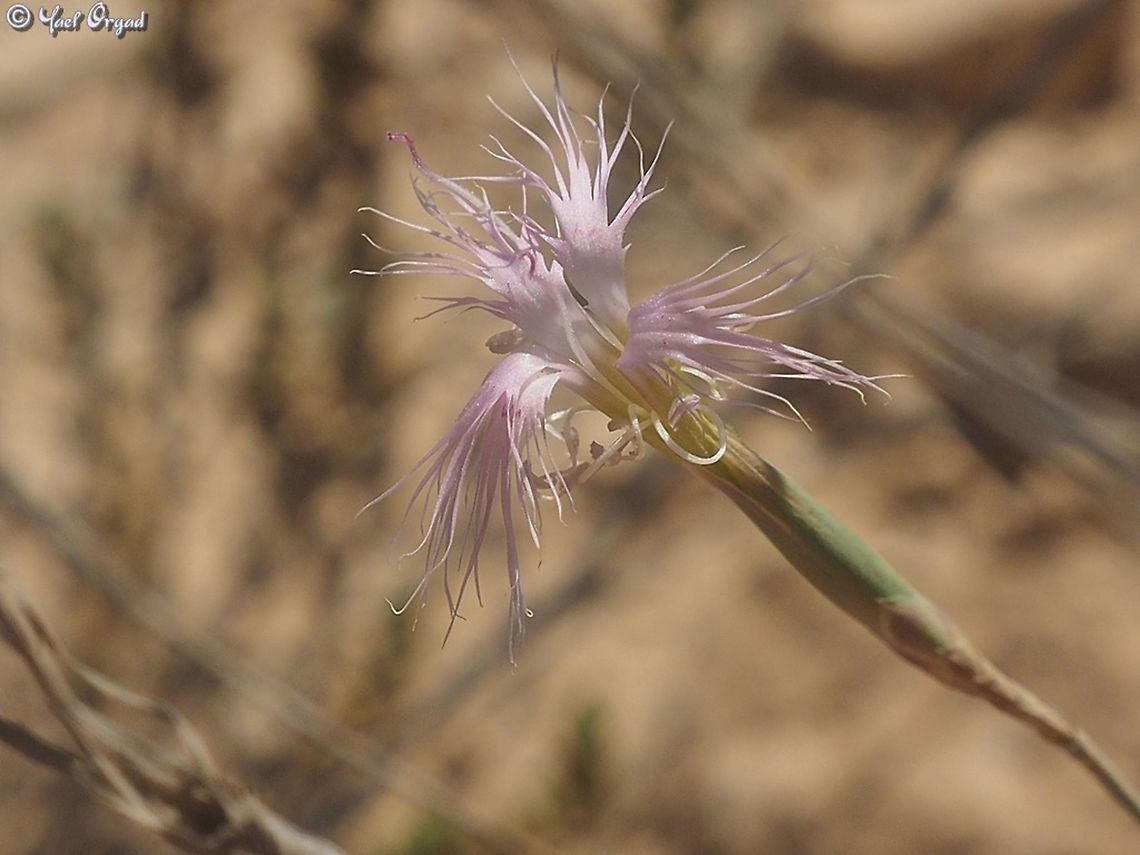 Dianthus sinaicus  Dianthus sinaicus,Geotagged,Israel,Summer