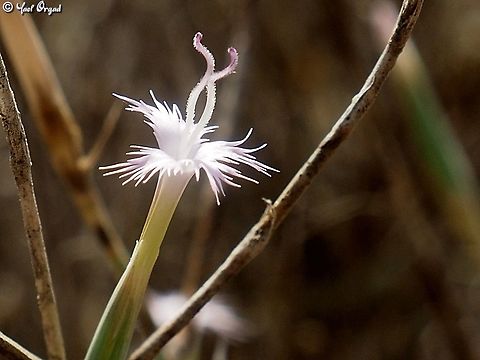 Dianthus sinaicus  Dianthus sinaicus,Geotagged,Israel,Summer
