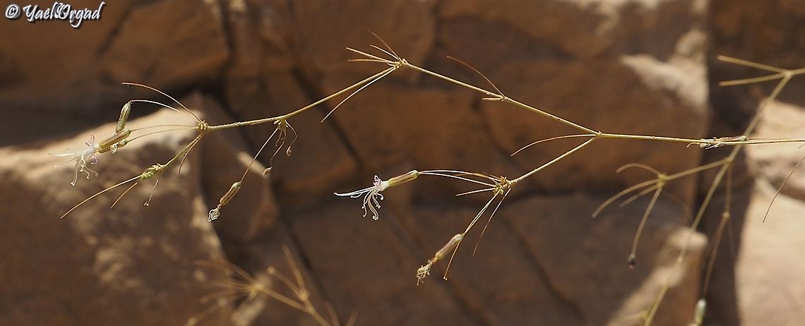 Ankyropetalum gypsophiloides a very delicate and small flower and plant, very hard to photograph...  Ankyropetalum gypsophiloides,Geotagged,Israel,Summer