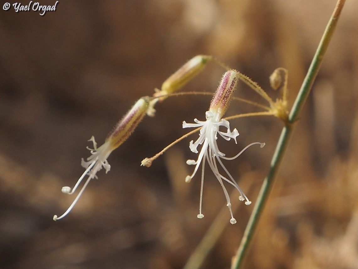 Ankyropetalum gypsophiloides  Ankyropetalum gypsophiloides,Geotagged,Israel,Summer
