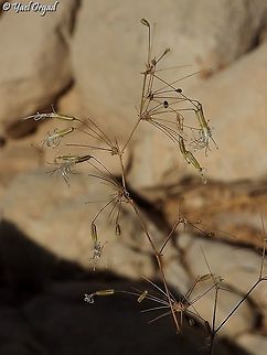 Ankyropetalum gypsophiloides  Ankyropetalum gypsophiloides,Geotagged,Israel,Summer