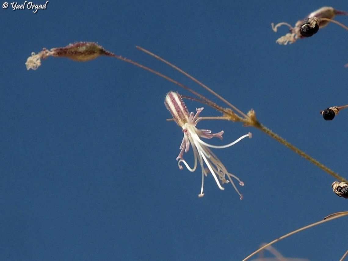 Ankyropetalum gypsophiloides  Ankyropetalum gypsophiloides,Geotagged,Israel,Summer