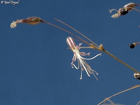 Ankyropetalum gypsophiloides  Ankyropetalum gypsophiloides,Geotagged,Israel,Summer