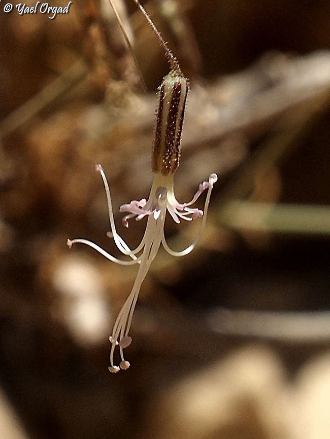 Ankyropetalum gypsophiloides  Ankyropetalum gypsophiloides,Geotagged,Israel,Summer