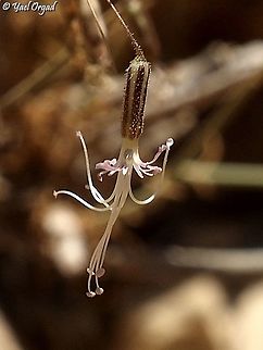 Ankyropetalum gypsophiloides  Ankyropetalum gypsophiloides,Geotagged,Israel,Summer