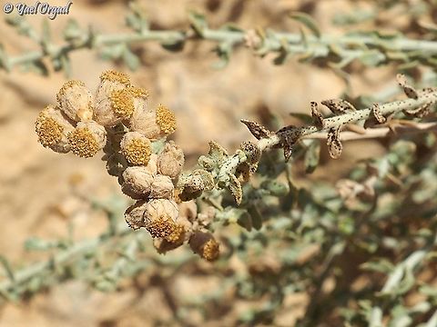 Achillea fragrantissima  Achillea fragrantissima,Geotagged,Israel,Summer