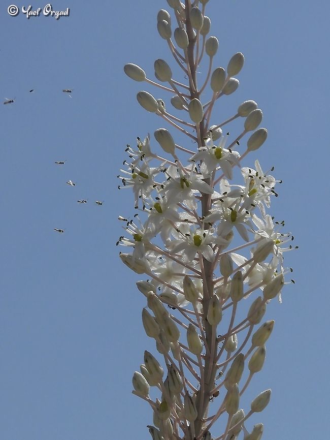many wild bees approaching the Drimia flowers!  Drimia aphylla,Geotagged,Israel,Maritime squill,Summer