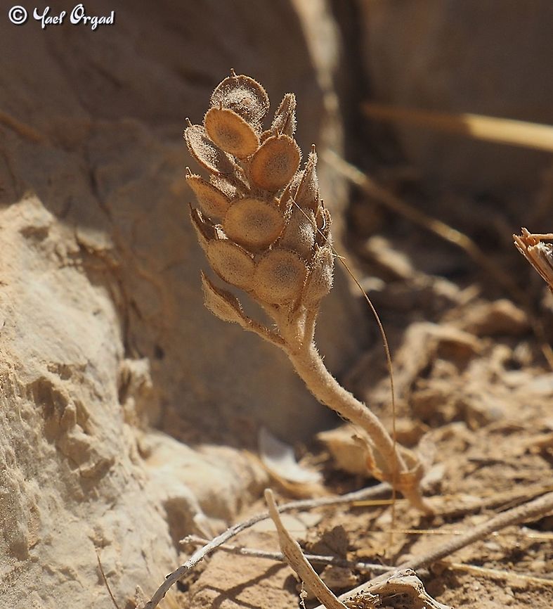 Alyssum damascenum  Alyssum damascenum,Geotagged,Israel,Summer