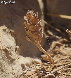 Alyssum damascenum  Alyssum damascenum,Geotagged,Israel,Summer